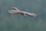 New Zealand falcon | Kārearea. Flight top view. East Otago, December 2010. Image © Craig McKenzie by Craig McKenzie.