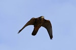 New Zealand falcon | Kārearea. Adult searching for prey. Brooklyn, Wellington, April 2016. Image © Paul Le Roy by Paul Le Roy.