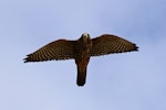 New Zealand falcon | Kārearea. Adult searching for prey. Brooklyn, Wellington, April 2016. Image © Paul Le Roy by Paul Le Roy.