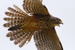 New Zealand falcon | Kārearea. Adult flight underside. East Otago, January 2011. Image © Craig McKenzie by Craig McKenzie.