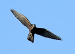 New Zealand falcon | Kārearea. Immature. Wanganui, June 2011. Image © Ormond Torr by Ormond Torr.