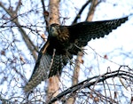 New Zealand falcon | Kārearea. Immature. Wanganui, July 2011. Image © Ormond Torr by Ormond Torr.