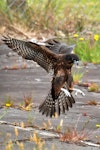 New Zealand falcon | Kārearea. Juvenile landing. Ohakune, January 2013. Image © Cheryl Marriner by Cheryl Marriner.