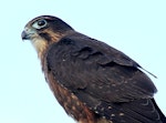 New Zealand falcon | Kārearea. Immature. Wanganui, July 2011. Image © Ormond Torr by Ormond Torr.