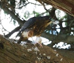 New Zealand falcon | Kārearea. Juvenile plucking a day-old chicken. Rotorua, February 2014. Image © Joke Baars by Joke Baars.