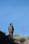 New Zealand falcon | Kārearea. Adult. Kahurangi National Park, December 2010. Image © Corey Mosen by Corey Mosen.