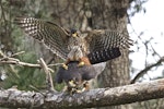 New Zealand falcon | Kārearea. Pair mating. Wellington, July 2011. Image © Steve Attwood by Steve Attwood.