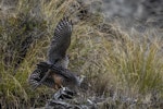 New Zealand falcon | Kārearea. Pair mating. Wanaka, October 2021. Image © Oscar Thomas by Oscar Thomas.