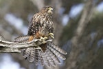 New Zealand falcon | Kārearea. Female perched with tail fanned. Wellington, August 2011. Image © Steve Attwood by Steve Attwood.