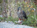 New Zealand falcon | Kārearea. Female eating rabbit on ground. Queenstown, December 2015. Image © Kathleen McIndoe by Kathleen McIndoe.