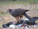 New Zealand falcon | Kārearea. Immature female feeding on a freshly-killed male paradise shelduck. Te Anau, July 2017. Image © Paul Peychers by Paul Peychers.