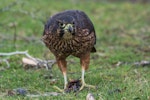 New Zealand falcon | Kārearea. Immature, feeding. Te Anau marina, September 2017. Image © Anja Köhler by Anja Köhler.