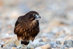 New Zealand falcon | Kārearea. Immature bird eating rangle stones on the beach. Wellington, April 2021. Image © Imogen Warren by Imogen Warren.