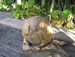 New Zealand falcon | Kārearea. Strike imprints of female bush falcon on clay 'helmet'. Eastbourne, Wellington, November 2011. Image © Richmond Atkinson by Richmond Atkinson.