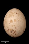 Banded rail | Moho pererū. Egg 37.9 x 28.9 mm (NMNZ OR.007221, collected by Captain John Bollons). Kaipara Heads, November 1906. Image © Te Papa by Jean-Claude Stahl.