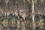 Banded rail | Moho pererū. Half-grown chick in front of mangrove pneumatophores. Miranda, February 2016. Image © Bartek Wypych by Bartek Wypych.