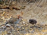 Banded rail | Moho pererū. Adult male with chick. Marahau Beach, Tasman Bay, November 2011. Image © Peter Frost by Peter Frost.