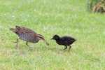 Banded rail | Moho pererū. Adult feeding chick. Great Barrier Island, January 2011. Image © Jenny Atkins by Jenny Atkins.