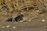 Banded rail | Moho pererū. Adult feeding chick. Great Barrier Island, January 2014. Image © Bartek Wypych by Bartek Wypych.