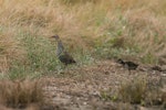 Banded rail | Moho pererū. Adult with half-grown chick. Miranda, February 2016. Image © Bartek Wypych by Bartek Wypych.