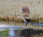 Banded rail | Moho pererū. Adult in flight. Okoromai Bay, Shakespear Regional Park, April 2016. Image © Donald Snook by Donald Snook.