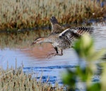 Banded rail | Moho pererū. Adult about to land. Okoromai Bay, Shakespear Regional Park, April 2016. Image © Donald Snook by Donald Snook.