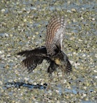 Banded rail | Moho pererū. Adult males fighting. Orewa estuary, September 2015. Image © Susan Steedman by Susan Steedman.