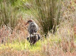 Banded rail | Moho pererū. Pair mating. Shakespear Regional Park, October 2017. Image © Donald Snook by Donald Snook.