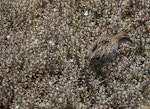 Banded rail | Moho pererū. Adult well-camouflaged in salt-marsh vegetation. Marahau Beach, Tasman Bay, January 2014. Image © David Rintoul by David Rintoul.