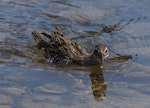 Banded rail | Moho pererū. Adult swimming across a small stream. Marahau Beach, Tasman Bay, January 2014. Image © David Rintoul by David Rintoul.