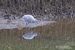 Banded rail | Moho pererū. Leucistic adult. Cooks Beach, Coromandel Peninsula, May 2021. Image © Tracey Thornton by Tracey Thornton.