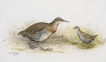 Banded rail | Moho pererū. Macquarie Island rail (left) / marsh crake. Image 1992-0035-2366/46. United Kingdom. Image © © Te Papa by George Edward Lodge.