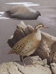 Banded rail | Moho pererū. Macquarie Island rail. Image 2006-0010-1/46 from the series 'Extinct birds of New Zealand'. Masterton, January 2005. Image © Purchased 2006. © Te Papa by Paul Martinson.