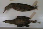 Banded rail | Moho pererū. Macquarie Island banded rail specimens in Tring Museum 1881.12.27.1 & 1881.12.27.2. Macquarie Island. Image © Alan Tennyson & the Natural History Museum by Alan Tennyson.