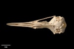 Dieffenbach's rail | Moeriki. Skull (ventral). Te Papa S.032195. Te Ana a Moe Cave, Te Whanga Lagoon, Chatham Island, January 1992. Image © Te Papa.