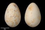 Weka. North Island weka clutch (NMNZ OR.008712, collected by Mike Fitzgerald). Gisborne, August 1956. Image © Te Papa by Jean-Claude Stahl.