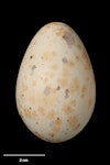 Weka. North Island weka egg 62.0 x 41.0 mm (NMNZ OR.008712, collected by Mike Fitzgerald). Gisborne, August 1956. Image © Te Papa by Jean-Claude Stahl.