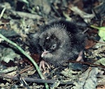 Weka. Chick. Kapiti Island, November 1983. Image © Department of Conservation (image ref: 10045145) by Phil Clerke, Department of Conservation.