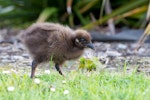 Weka. Western weka chick. Westport, December 2013. Image © Laurie Ross by Laurie Ross.