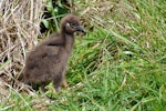 Weka. Western weka chick. Elaine Bay, Marlborough Sounds, October 2014. Image © Shellie Evans by Shellie Evans.