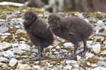 Weka. Western weka chicks. Mt Arthur Track, Kahurangi National Park, November 2015. Image © Rebecca Bowater by Rebecca Bowater FPSNZ AFIAP.