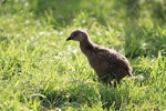 Weka. Buff weka chick. Chatham Islands, October 2010. Image © Jenny Atkins by Jenny Atkins.