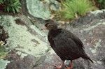 Weka. Dark morph adult western weka. Shelter Island, Doubtful Sound, Fiordland. Image © Department of Conservation (image ref: 10057986) by Department of Conservation.