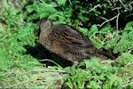 Weka. Dark morph adult western weka. Transit Valley, Fiordland, October 1977. Image © Department of Conservation (image ref: 10028339) by Dick Veitch, Department of Conservation.