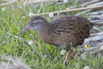 Weka. Adult western weka. Lake Brunner, February 2014. Image © Steve Attwood by Steve Attwood.