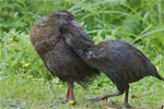 Weka. Adult western weka with large chick. Oparara Valley, Karamea, December 2013. Image © Steve Attwood by Steve Attwood.