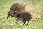 Weka. North Island chick with adult. Orongo Bay, Russell, November 2014. Image © Les Feasey by Les Feasey.