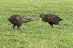 Weka. Adult western weka feeding a chick. Gentle Annie West Coast, November 2016. Image © Kathy Reid by Kathy Reid.