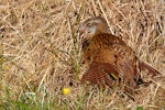 Weka. Adult western weka sunning. Iveagh Bay, Lake Brunner, West Coast, April 2015. Image © Shellie Evans by Shellie Evans.