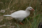 Weka. Leucistic western weka. Kahurangi National Park, March 2019. Image © Glenys Robertson by Glenys Robertson.